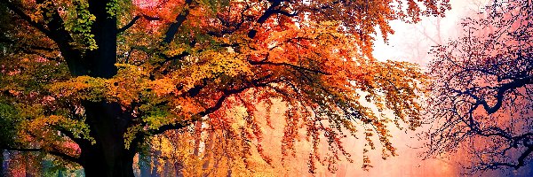 Drzewa, Jesień, Park
