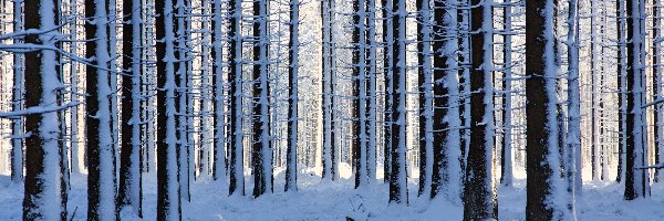 Las, Drzewa, Ośnieżone, Zima, Śnieg