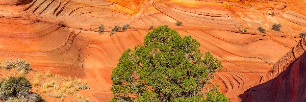 Stan Utah, Rośliny, Park Narodowy Zion, Stany Zjednoczone, Drzewo, Skały