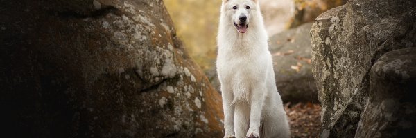 Kamienie, Biały owczarek szwajcarski, Pies