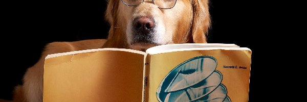 Książka, Okulary, Pies