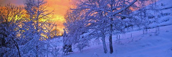 Zima, Drzewa, Ośnieżone, Zachód słońca