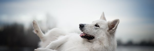Leżący, Kładka, Biały owczarek szwajcarski, Pies