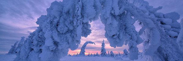 Zima, Zachód słońca, Drzewa, Finlandia, Laponia