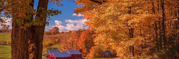 Drzewa, Jesień, Stan Vermont, Farma Jenne Farm, Wieś Reading, Stodoły, Domy, Stany Zjednoczone, Droga