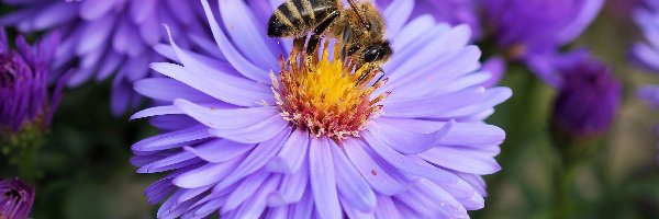Astry, Ogród, Pszczoła, Kwiaty