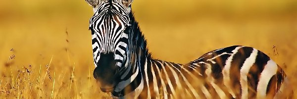 Zebra, Samotna