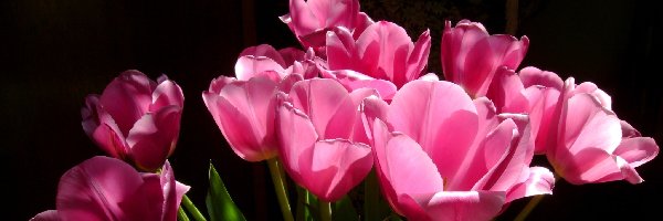 Tulipany, Różowe, Bukiet