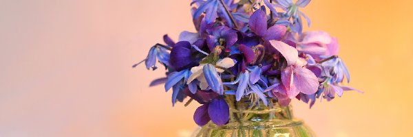 Kwiaty, Niebieskie, Fioletowe, Wiosna, Cebulice Syberyjskie, Fiołki