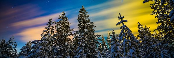 Śnieg, Ośnieżone Drzewa, Zima