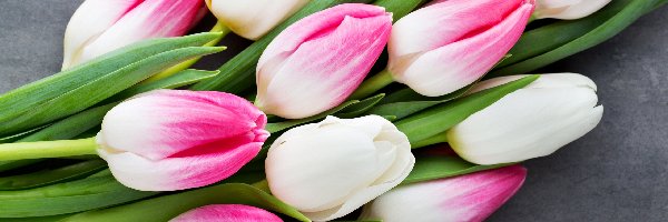 Biało-różowe, Tulipany, Kwiaty