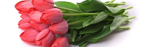 Tulipany, Białe tło, Czerwone, Kwiaty