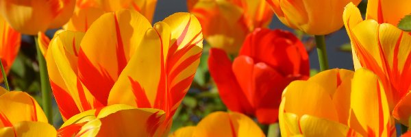 Tulipany, Czerwone, Żółto