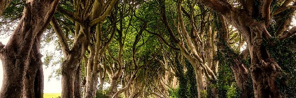 Drzewa, Bukowa aleja Dark Hedges, Droga, Buki, Hrabstwo Antrim, Irlandia Północna