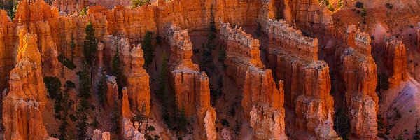 Stany Zjednoczone, Park Narodowy Bryce Canyon, Stan Utah, Drzewa, Kanion