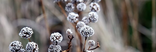 Rośliny, Szron, Zima