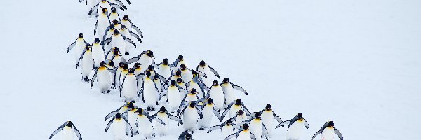 Stado, Zima, Śnieg, Pingwiny
