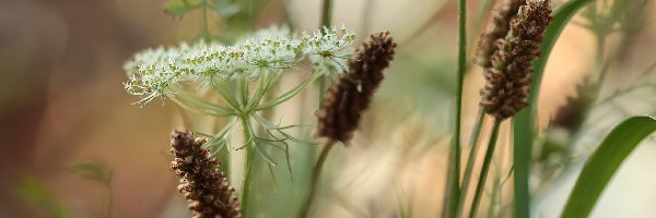 Dzika marchew, Łąka, Rośliny