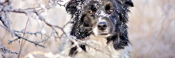 Border collie, Gałązki, Śnieg, Pies