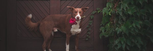 Pies, Kwiatek, Border collie, Drzwi, Liście