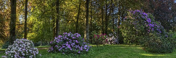 Park Rododendronów Kromlau, Gablenz, Niemcy