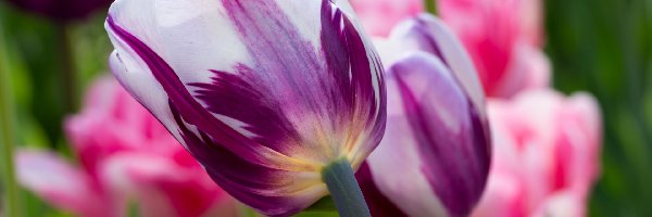 Rozmyte Tło, Biało-fioletowe, Tulipany