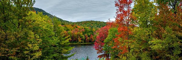Drzewa, Lasy, Kolorowe, Jesień, Wzgórza, Rzeka