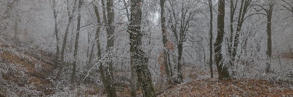 Zima, Drzewa, Las, Szron, Liście