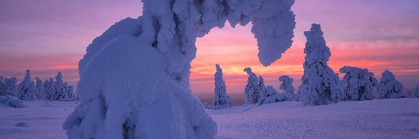 Finlandia, Drzewa, Wschód słońca, Zaśnieżone, Zima, Gmina Posio, Park Narodowy Riisitunturi