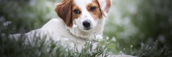 Pies, Trawa, Kwiaty, Tło, Rozmyte