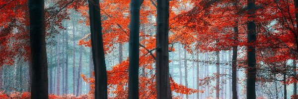 Las, Czerwone, Drzewa, Mgła, Liście