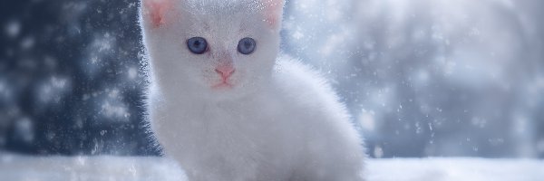 Kotek, Biały, Niebieskooki