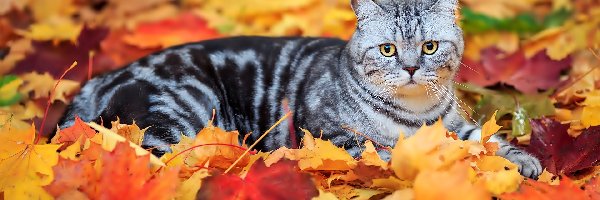 Liście, Jesień, Kot