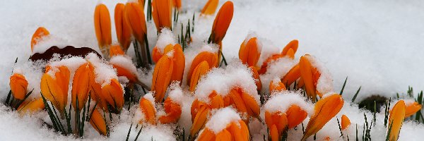 Krokusy, Śnieg, Pomarańczowe, Kwiaty