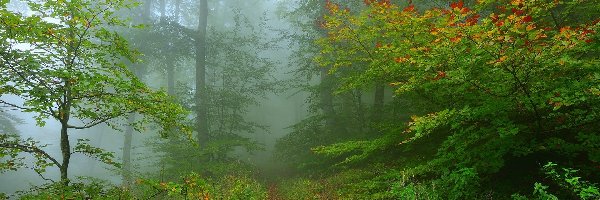Drzewa, Las, Zielony, Kraj Basków, Hiszpania, Ścieżka, Mgła