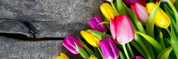 Deski, Tulipany, Kolorowe