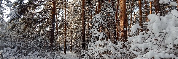 Drzewa, Droga, Ośnieżone, Śnieg, Las, Zima