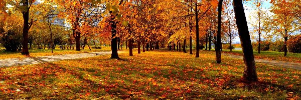 Park, Drzewa, Kolorowe, Jesień, Liście