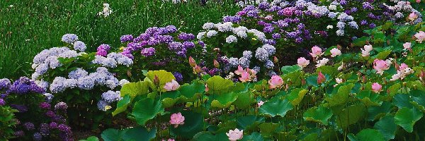 Lotosu, Park, Hortensja, Kwiaty