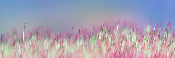 Roślina, Źdźbła, Mech