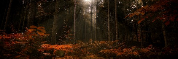 Las, Przebijające światło, Paprocie, Jesień