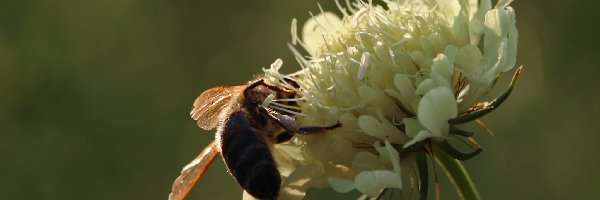 Pszczoła, Owad, Kwiat, Koniczyna