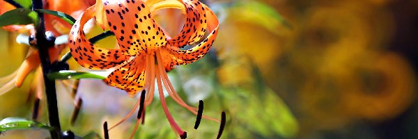 Kwiat, Pomarańczowy, Lilia Tygrysia