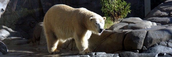 Polarny, Niedźwiedź