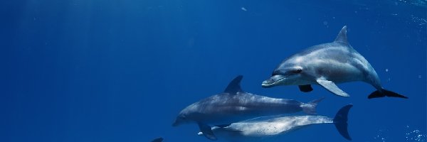 Delfiny, Trzy