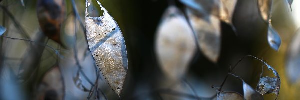 Jesienne, Rośliny, Suche