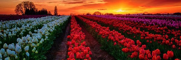 Tulipany, Słońca, Zachód