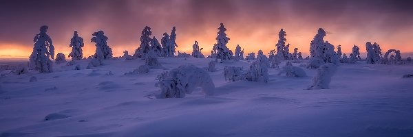 Zima, Laponia, Wschód słońca, Rośliny, Wzgórze Kuertunturi, Ośnieżone, Drzewa, Finlandia