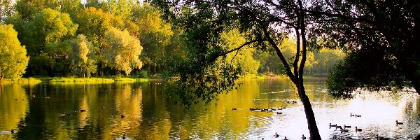 Park, Rzeka, Jesień, Kaczki, Pływające