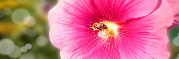Pszczoła, Malwa, Różowa